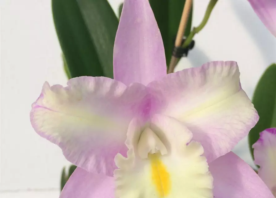 Cattleya Mix kompakt