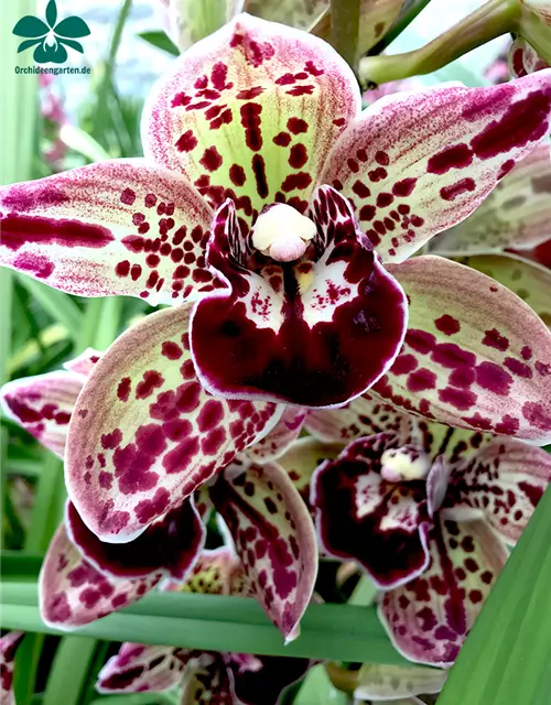 Cymbidium Catweazle