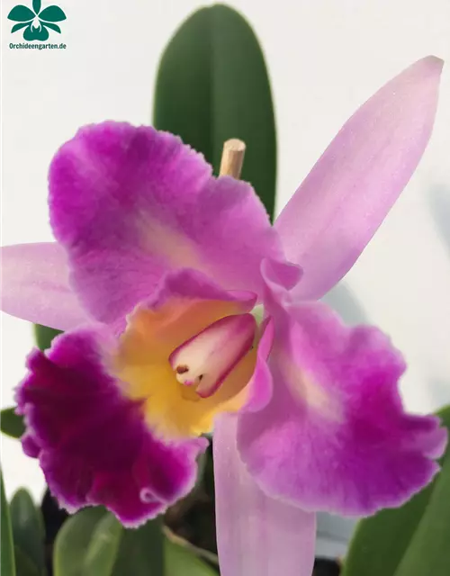 Cattleya Mix kompakt