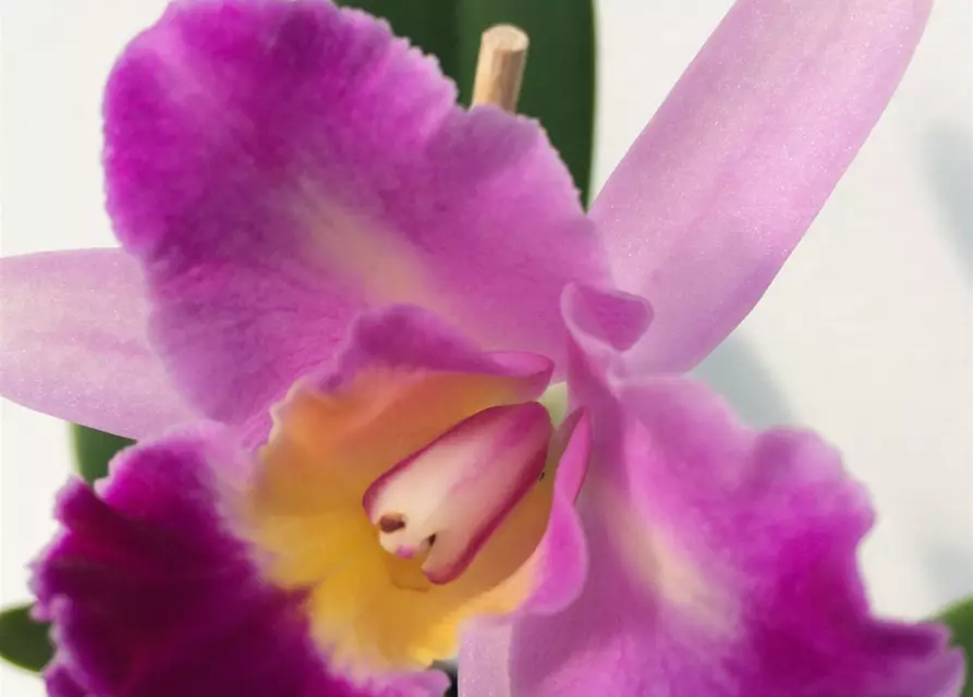 Cattleya Mix kompakt