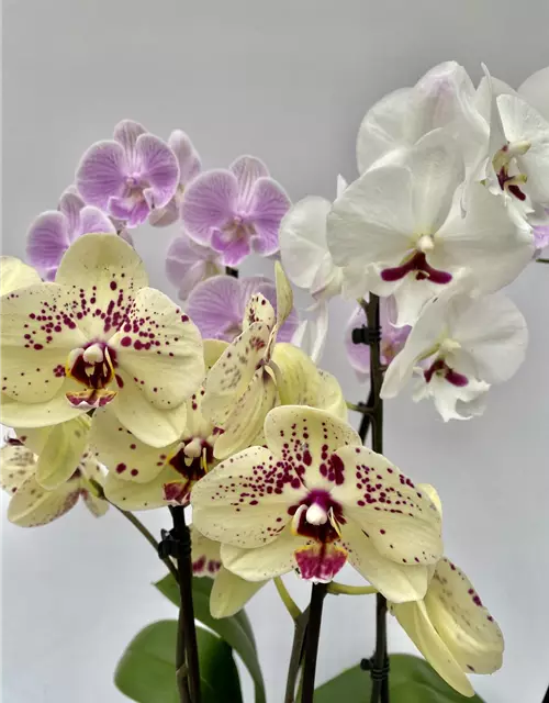 Phalaenopsis Mix