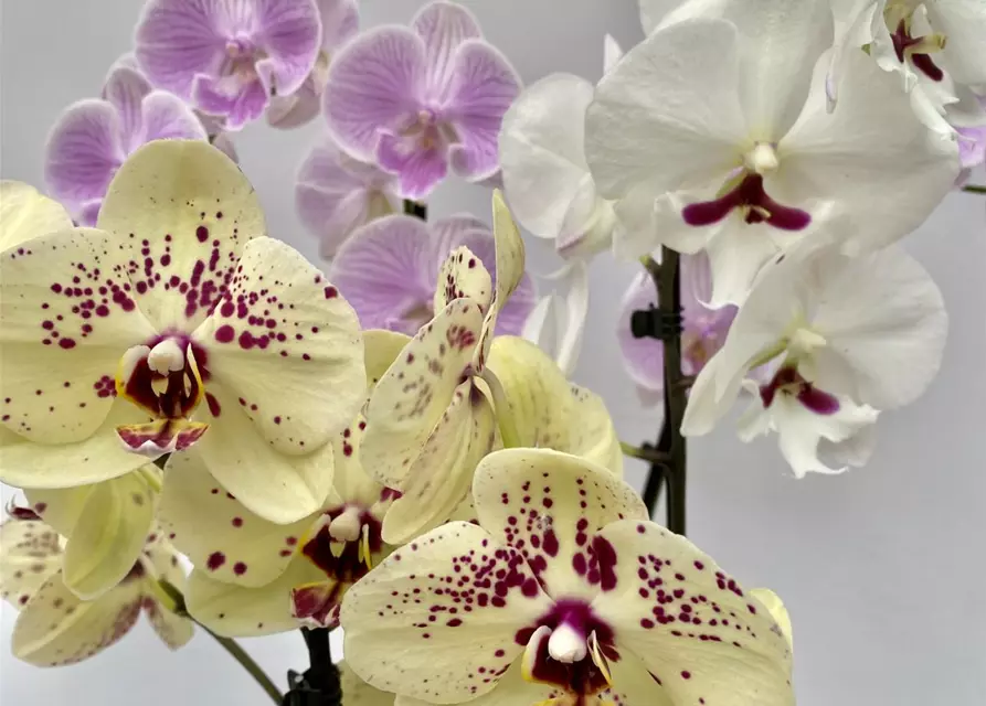 Phalaenopsis Mix