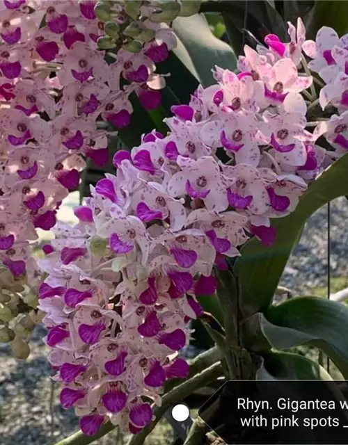 Rhynchostylis gigantea weiß pink gepunktet