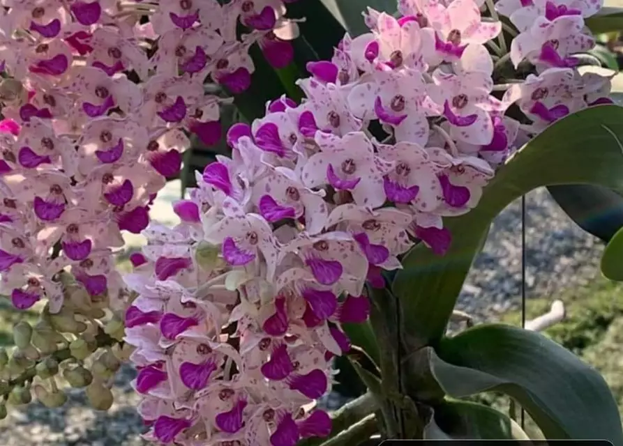 Rhynchostylis gigantea weiß pink gepunktet