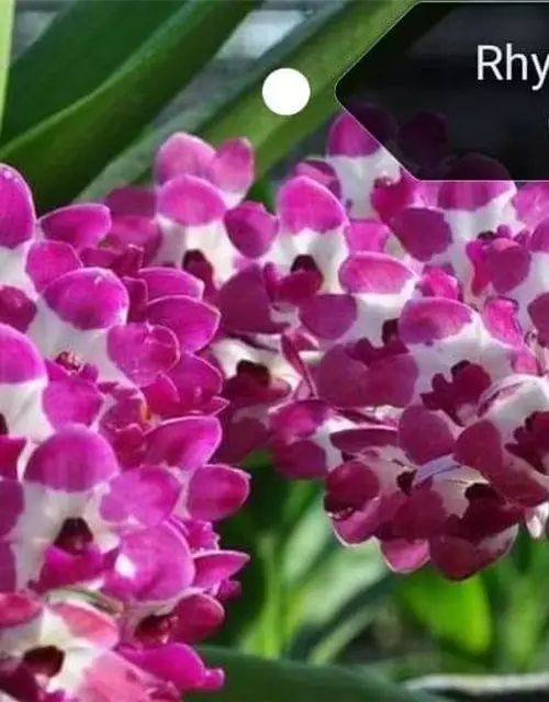 Rhynchostylis gigantea weiß pink gepunktet