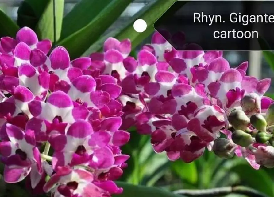 Rhynchostylis gigantea weiß pink gepunktet