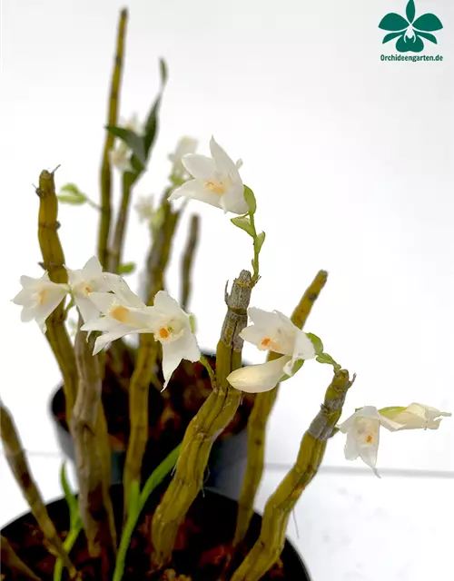 Dendrobium candidum