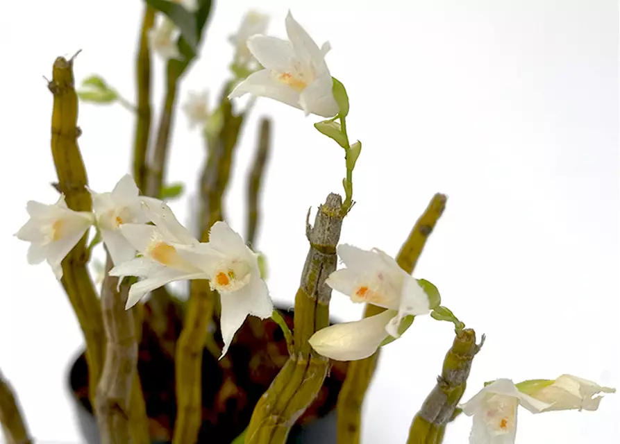 Dendrobium candidum