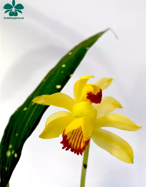 Phaius macculatus