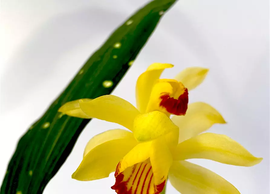 Phaius macculatus