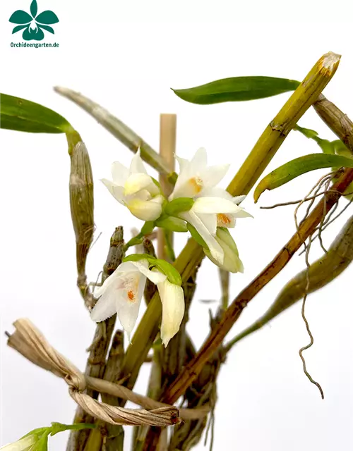 Dendrobium candidum