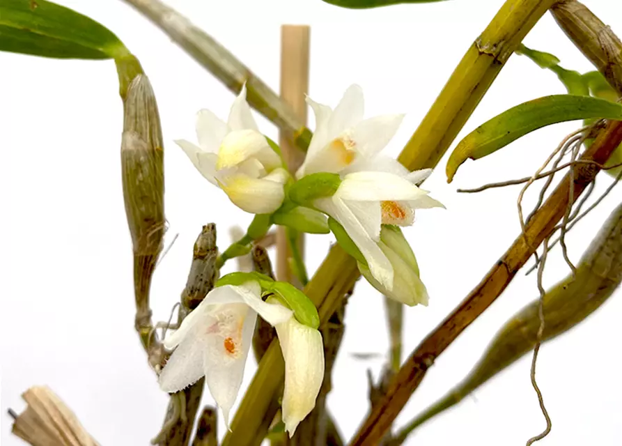 Dendrobium candidum