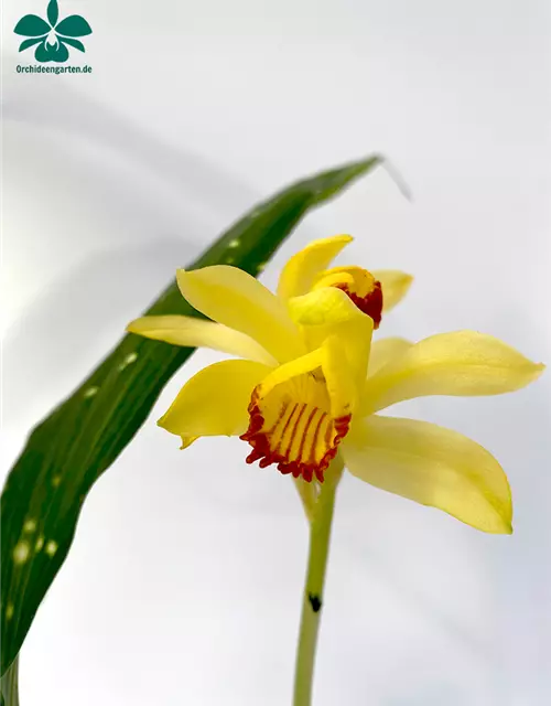 Phaius macculatus