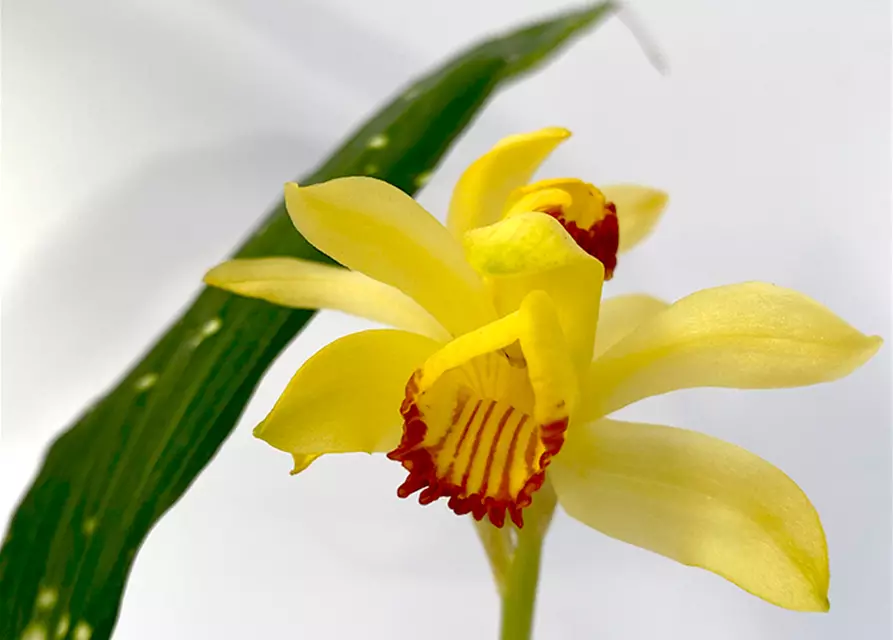 Phaius macculatus