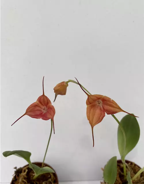 Masdevallia Doris 