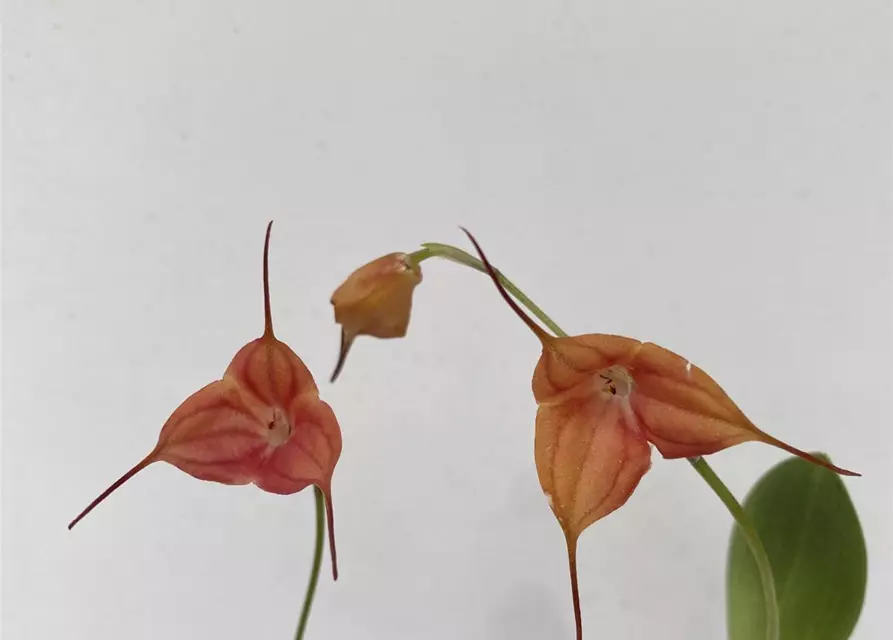 Masdevallia Doris 