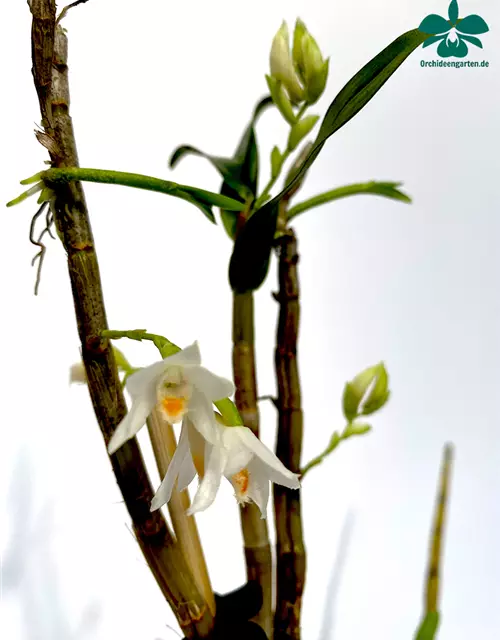 Dendrobium candidum