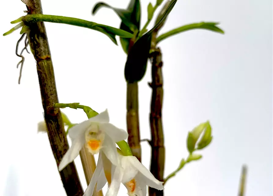 Dendrobium candidum