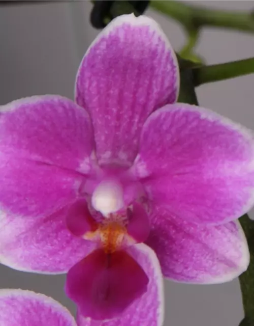 Phalaenopsis Diorella