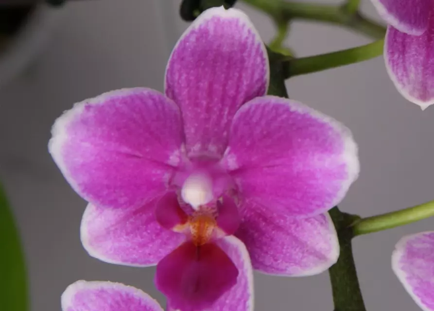 Phalaenopsis Diorella