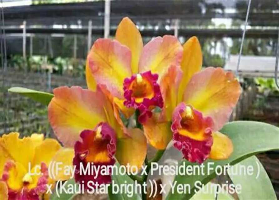 Lc. ((Fay Miyamoto x President Fortune) x (Kaui Star bright)) x Yen Surprise