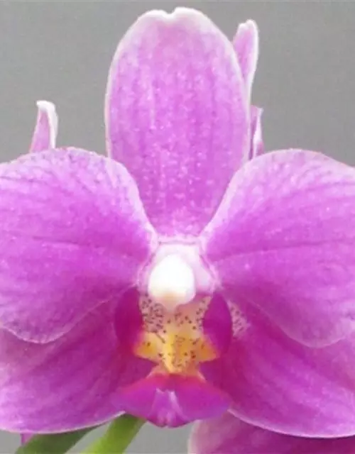 Phalaenopsis Diorella