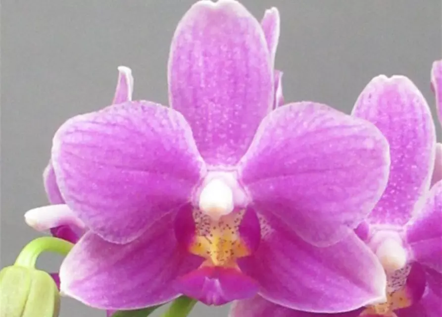 Phalaenopsis Diorella