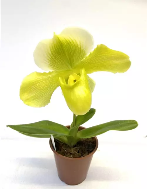 Paphiopedilum Hybride gelb-weiß