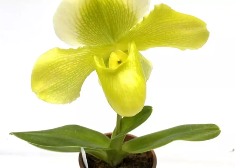 Paphiopedilum Hybride gelb-weiß