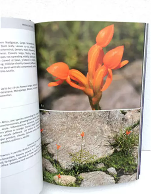 Field Guide to the Orchids of Madagascar