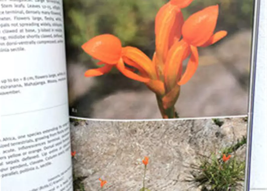 Field Guide to the Orchids of Madagascar