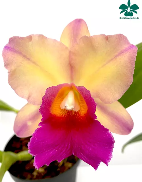 Cattleya Robert Strait