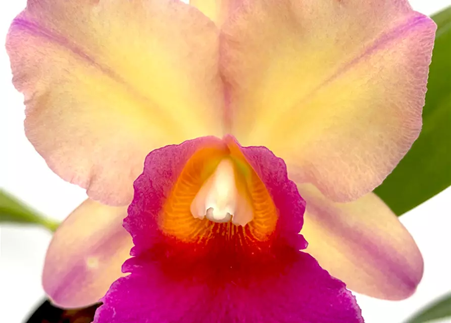 Cattleya Robert Strait