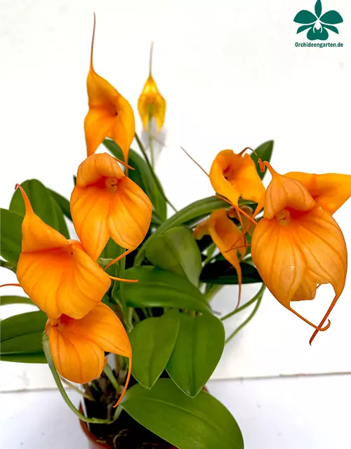 Masdevallia Hybride in orange