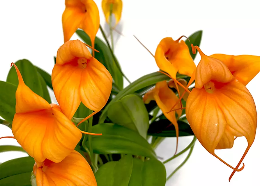 Masdevallia Hybride in orange