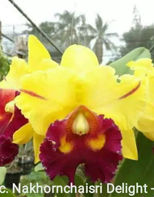 Rlc. Nakornchaisri Delight 'Yen'