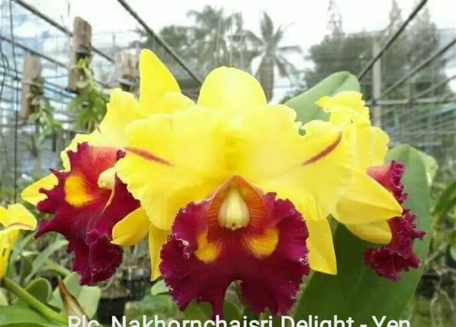 Rlc. Nakornchaisri Delight 'Yen'