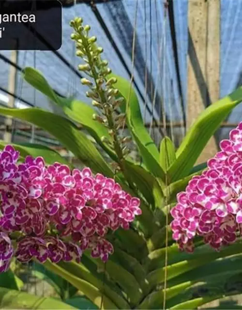 Rhynchostylis gigantea white with pink spots