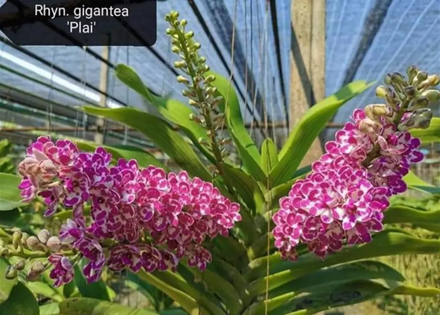 Rhynchostylis gigantea white with pink spots