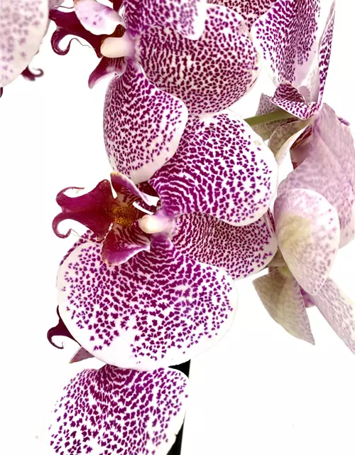 Phalaenopsis Pandorra