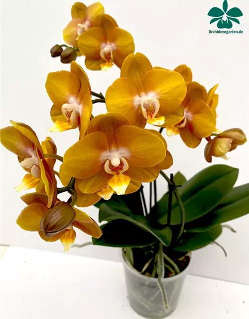 Phalaenopsis Las Vegas