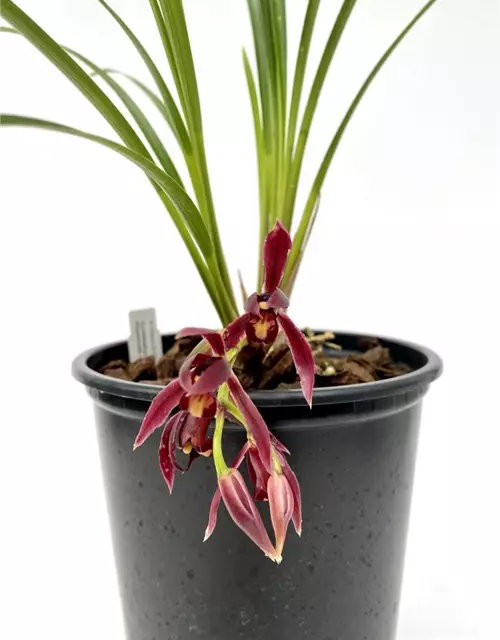 Cymbidium dayanum rot