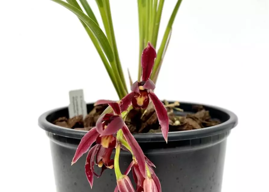 Cymbidium dayanum rot