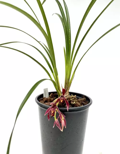 Cymbidium dayanum rot