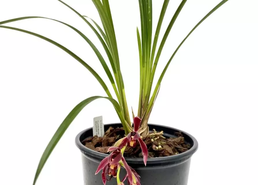 Cymbidium dayanum rot