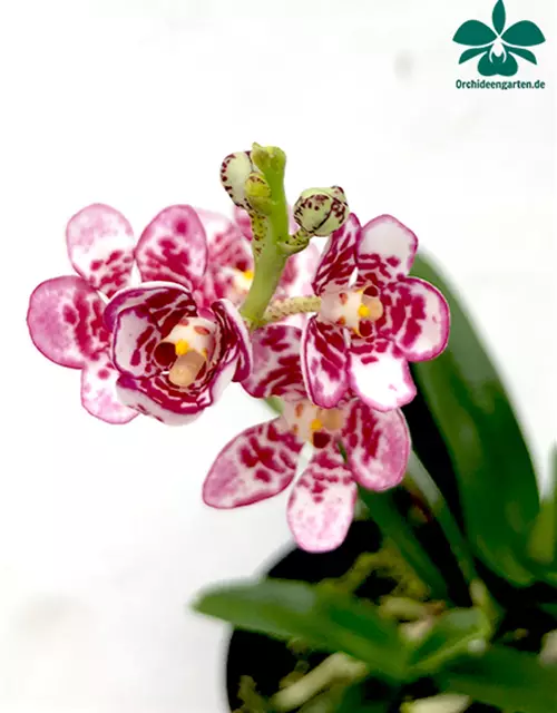 Sarcochilus (Karla x Fizzy Dove) x (Sweetheart x Cenedra)