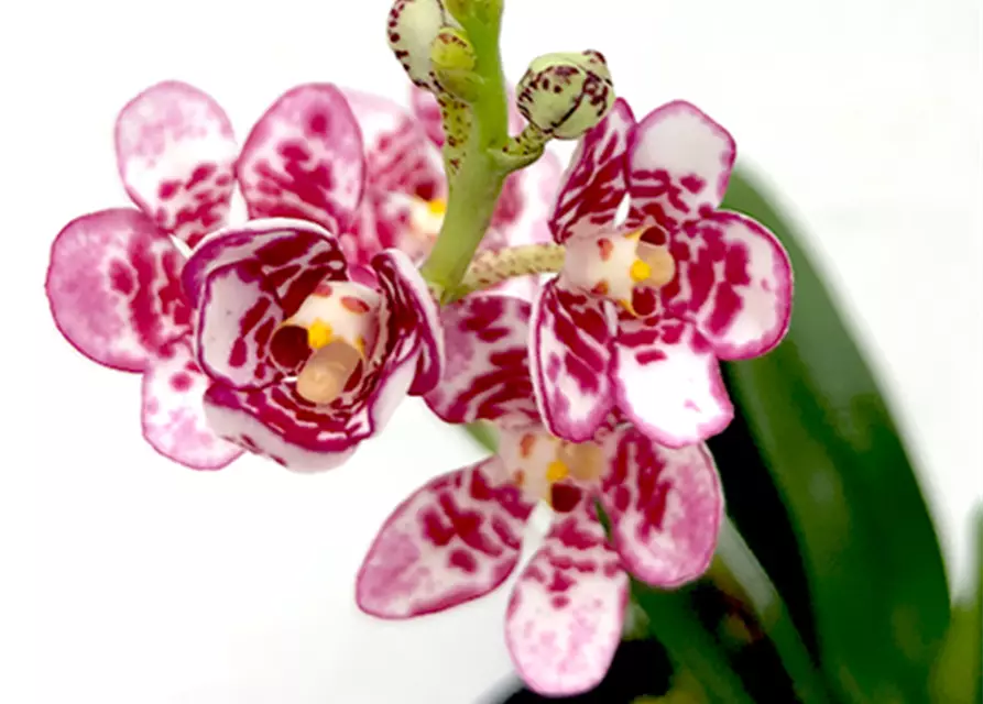 Sarcochilus (Karla x Fizzy Dove) x (Sweetheart x Cenedra)