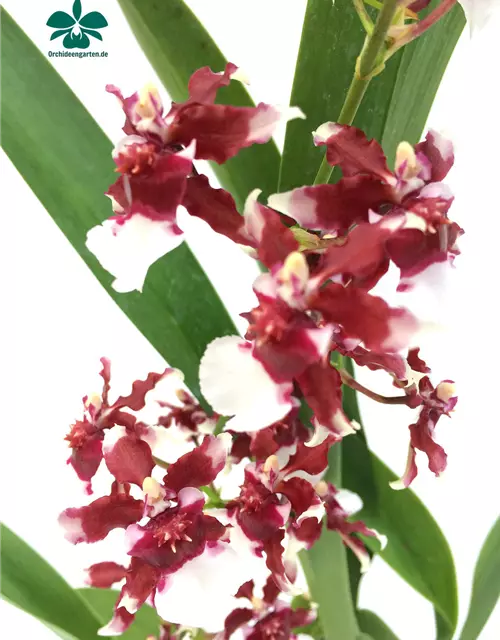 Oncidium Heaven Scent 'Redolence'