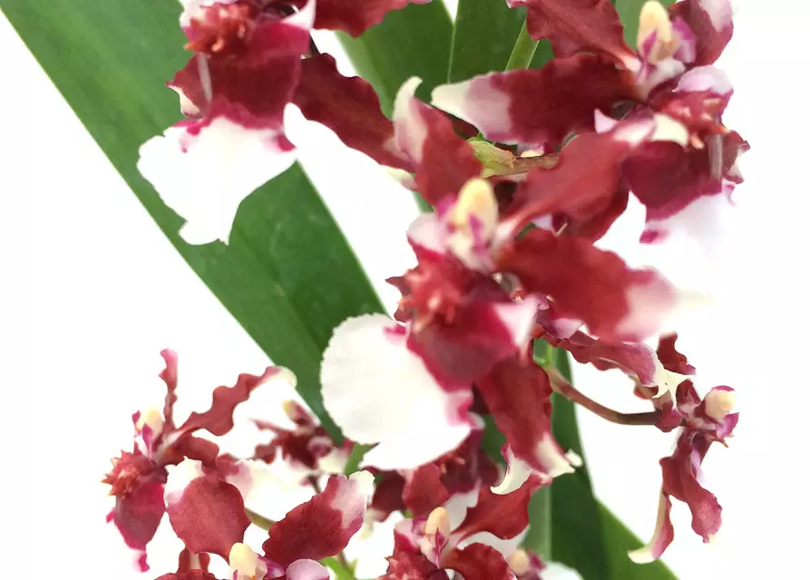 Oncidium Heaven Scent 'Redolence'