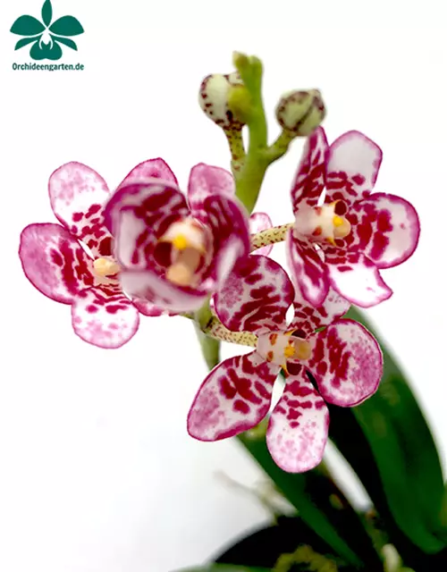 Sarcochilus (Karla x Fizzy Dove) x (Sweetheart x Cenedra)